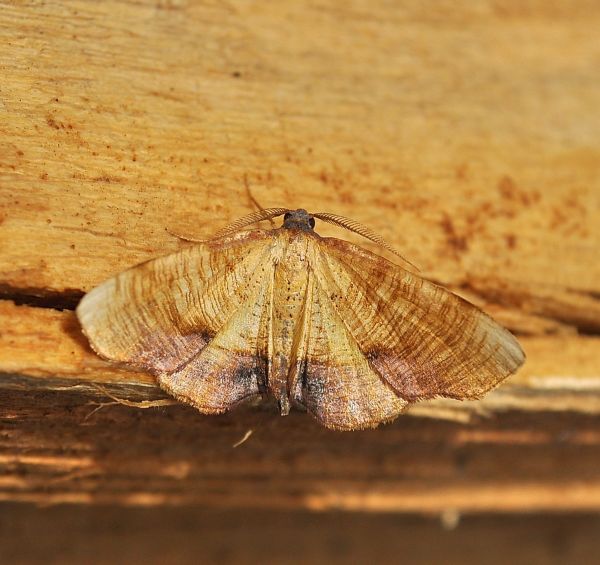 Plagodis dolabraria ?